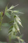 Wild Job's tears <BR>False gromwell